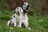 DOGUE ALLEMAND 228